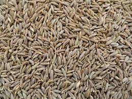 Manufacturers Exporters and Wholesale Suppliers of Cummin Seeds Gandhidham Gujarat